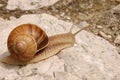 Snail moving on a rock