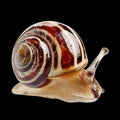 Snail Moving on a Surface With Its Shell Glistening Under Light in a Natural Setting Royalty Free Stock Photo