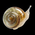 Snail Moving on a Surface With Its Shell Glistening Under Light in a Natural Setting Royalty Free Stock Photo