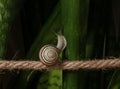 Snail moving up on green leaf background. Alternative choice concept. Rice metaphor