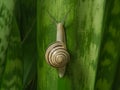 Snail moving up on green leaf background. Motivation concept