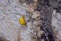 A snail moving very slowly on a wall