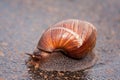 Snail moving on wet surface