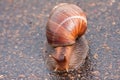 Snail moving on wet surface