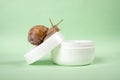 Snail mucin cream,beauty skin care Royalty Free Stock Photo