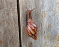 Snail mucus contains beta agglutinin which functions as an antibody that can fight bacteria that contaminate the wound.