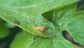 Snail Muller gliding on the wet leaves. Large white mollusk snails with brown striped shell, crawling on vegetables. Helix pomatia Royalty Free Stock Photo