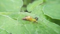 Snail Muller gliding on the wet leaves. Large white mollusk snails with brown striped shell, crawling on vegetables. Helix pomatia Royalty Free Stock Photo