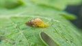 Snail Muller gliding on the wet leaves. Large white mollusk snails with brown striped shell, crawling on vegetables. Helix pomatia Royalty Free Stock Photo