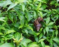 Snail Muller gliding on the wet leaves. Royalty Free Stock Photo