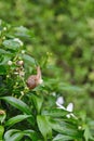 Snail Muller gliding on the wet leaves. Royalty Free Stock Photo