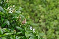 Snail Muller gliding on the wet leaves. Royalty Free Stock Photo