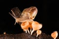 Snail and mushroom Royalty Free Stock Photo