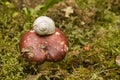 Snail on mushroom Royalty Free Stock Photo
