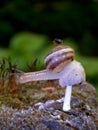 Snail on mushrooms Royalty Free Stock Photo