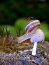 Snail on mushrooms Royalty Free Stock Photo