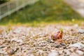 Snail in a natural environment after rain Royalty Free Stock Photo