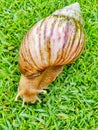 snail, the nature, animal planet Royalty Free Stock Photo