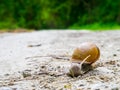 Snail in the nature, detail Royalty Free Stock Photo