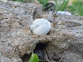Snail Royalty Free Stock Photo