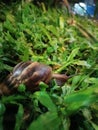 Snail in the nature, green leave with snail Royalty Free Stock Photo