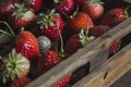 snail navigating between strawberries in a wooden fruit crate Royalty Free Stock Photo