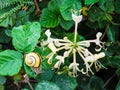 Snail near flowers flowers on green meadow