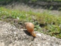 Snail near grass on sidewalk