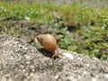 Snail near grass on sidewalk