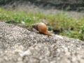 Snail near grass on sidewalk