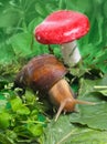 Snail near mushroom