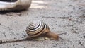Snail near the shoe