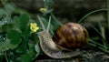 snail near a yellow flower on the ground near Royalty Free Stock Photo