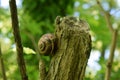 snail on old cut wood Royalty Free Stock Photo