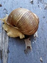 snail on an old painted board Royalty Free Stock Photo