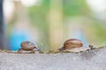 Two Snails crawls on moss Royalty Free Stock Photo