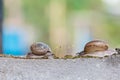 Two Snails crawls on moss Royalty Free Stock Photo