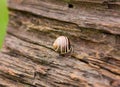 Snail On Old Wood