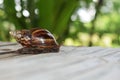 Snail crawls on a wooden surface.