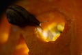 Snail on the ominous glow from inside an orange pumpkin