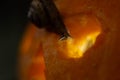 Snail on the ominous glow from inside an orange pumpkin