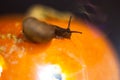 Snail on the ominous glow from inside an orange pumpkin