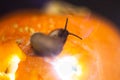 Snail on the ominous glow from inside an orange pumpkin