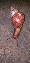 Lissachatina fulica is a species of large land snail