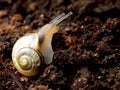 Close-up Snail on organic soil nature background