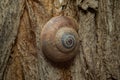 Snail. Otala punctata Animal Royalty Free Stock Photo