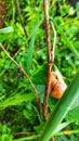 Snail and others inscet on brunch of tree Royalty Free Stock Photo
