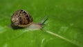 snail over lettuce leaf Royalty Free Stock Photo