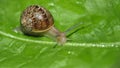 snail over lettuce leaf Royalty Free Stock Photo