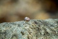 Snail pace Royalty Free Stock Photo